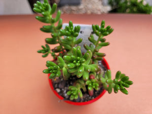 Sedum rubrotinctum Green Jellybean