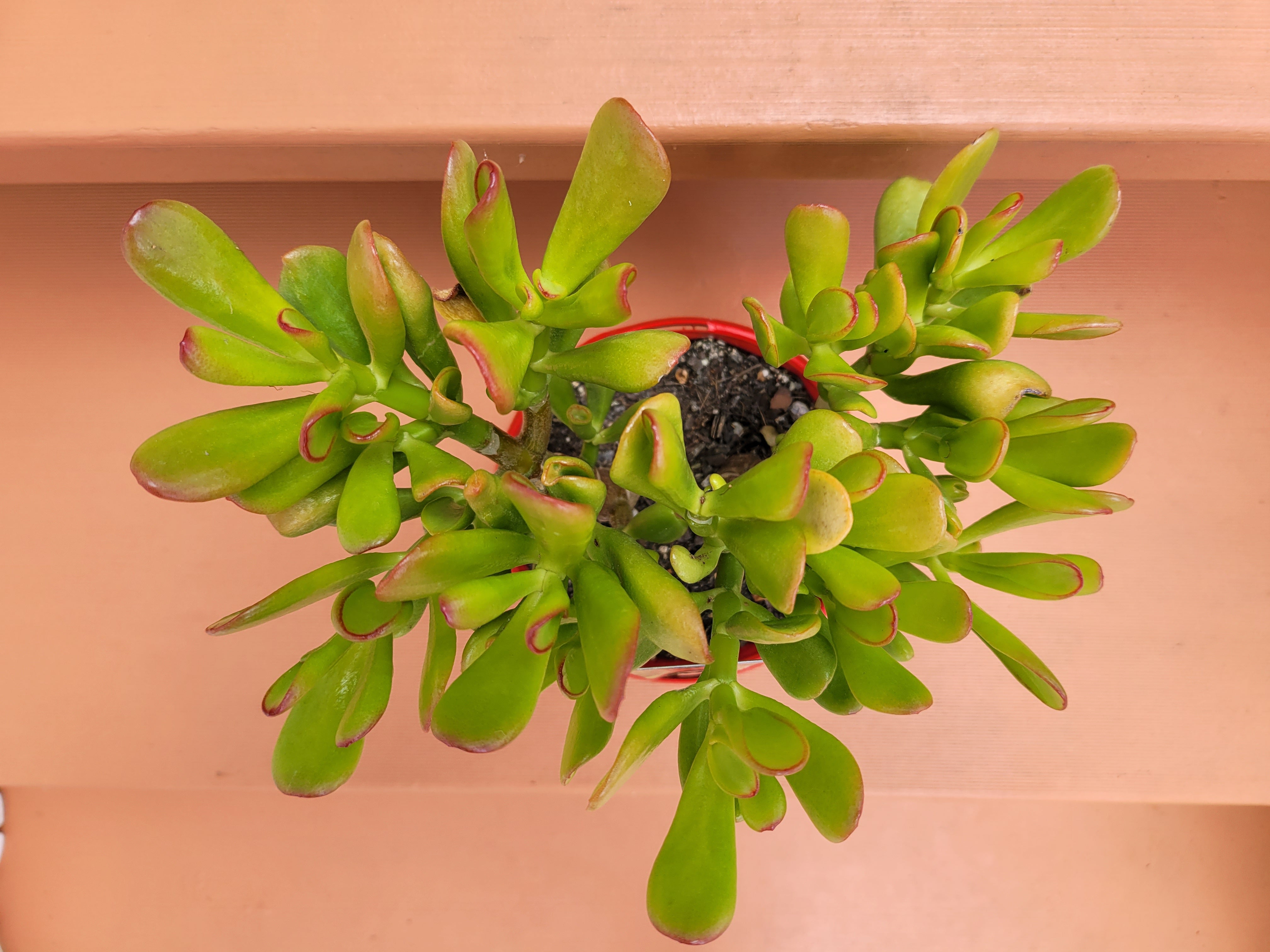Crassula Ovata Lady Fingers – The Succulent Garden
