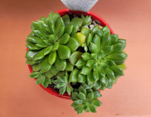Load image into Gallery viewer, Echeveria Marcus