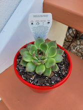 Load image into Gallery viewer, Echeveria Black Rose