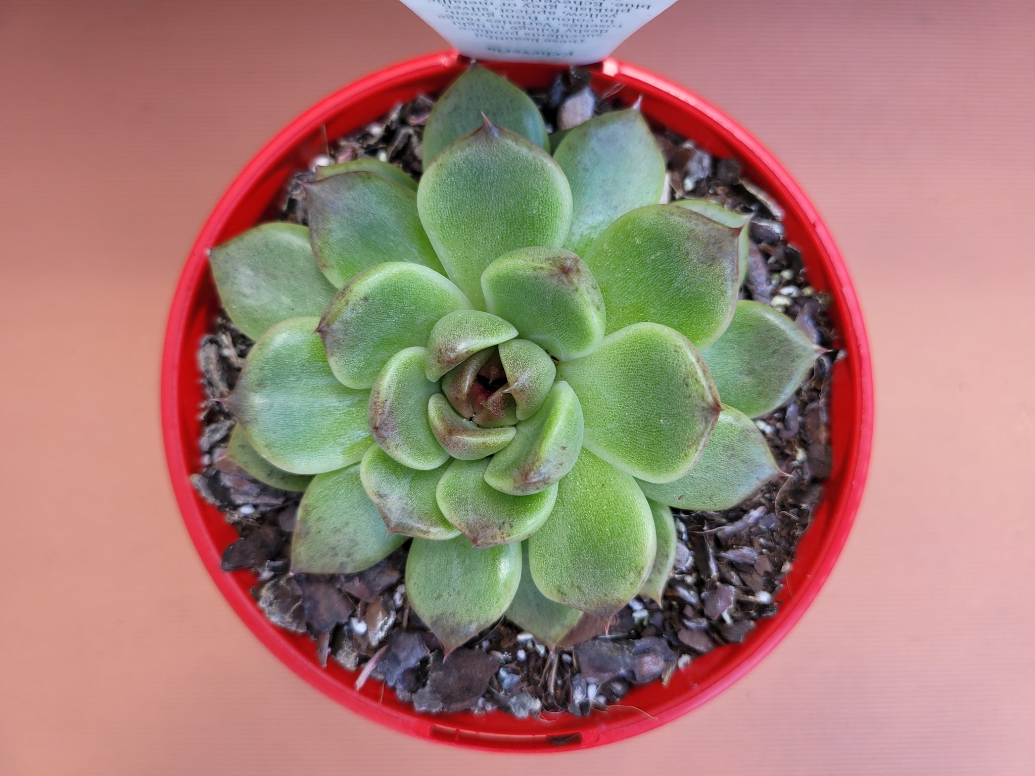 black rose succulent australia Echeveria Black Rose – The Succulent Garden