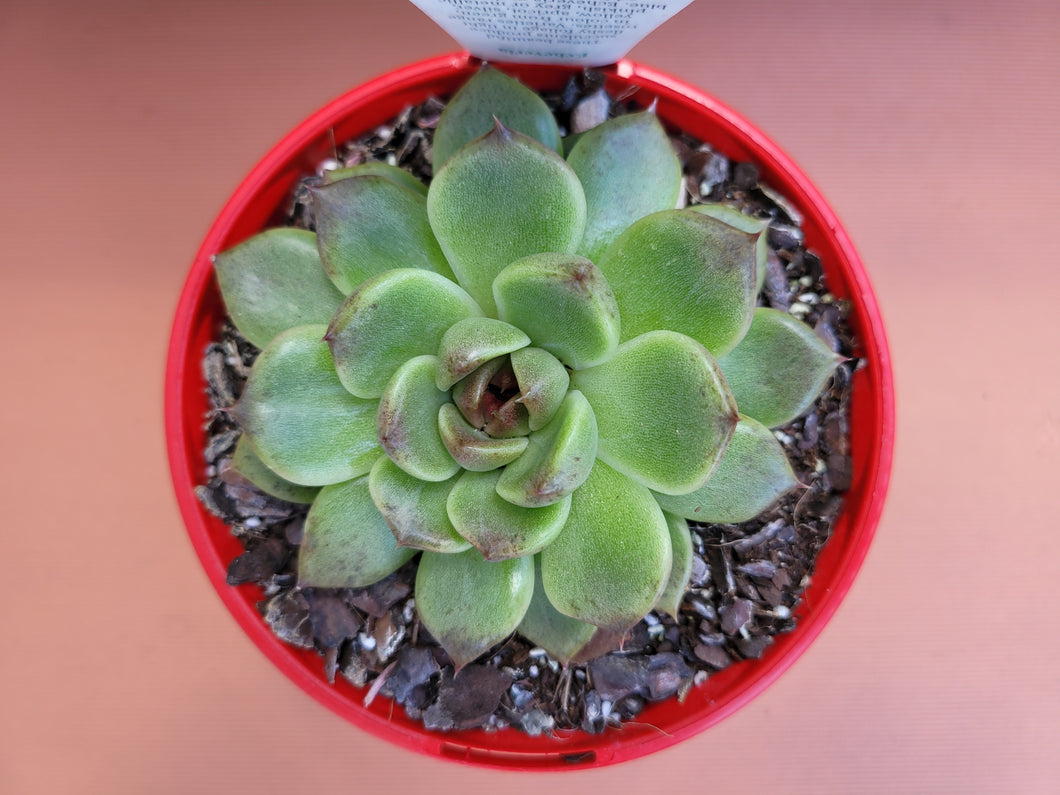 Echeveria Black Rose