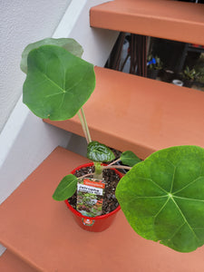 Jatropha podragica red (Buddha Belly Plant)