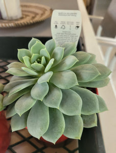 Echeveria Larissa