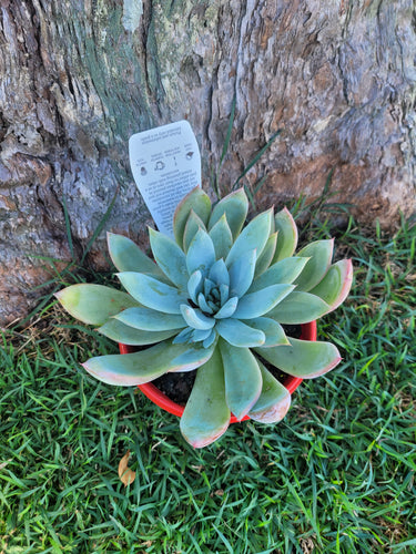 Echeveria Highland Rose