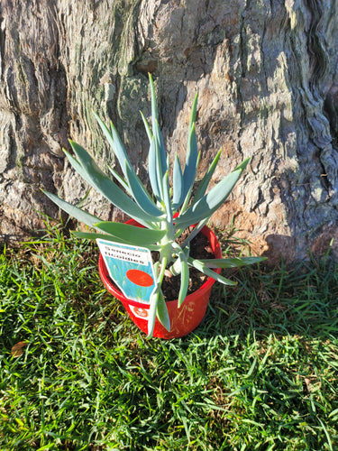 Senecio ficoides