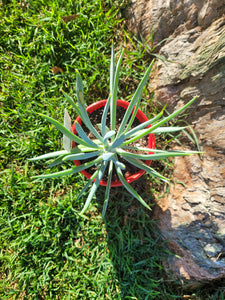 Senecio ficoides