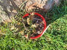 Load image into Gallery viewer, Caralluma fimbriata