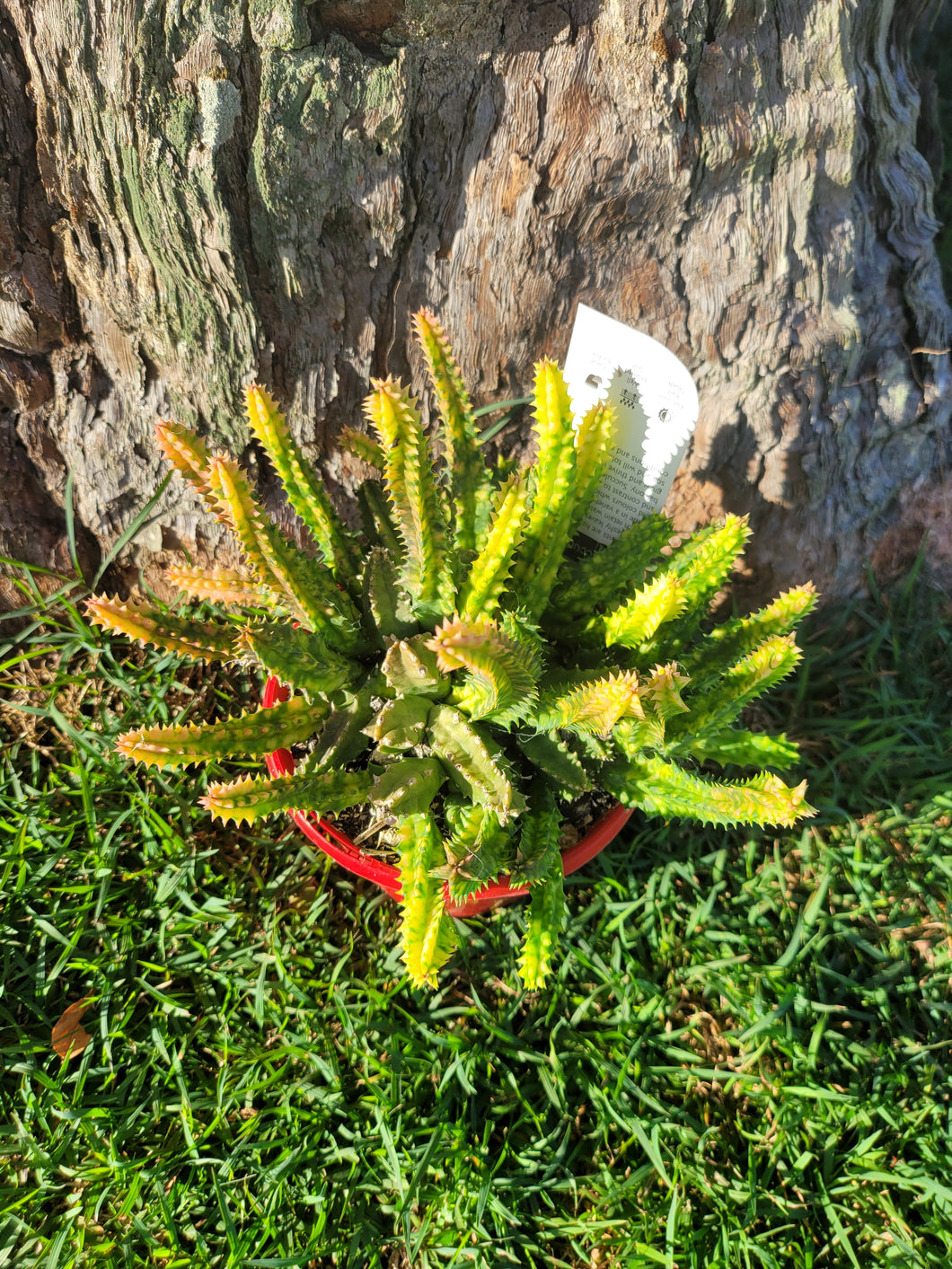 Huernia zebrina variegated