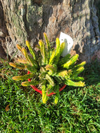 Huernia zebrina variegated
