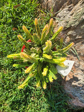 Load image into Gallery viewer, Huernia zebrina variegated