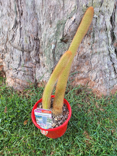 Cleistocactus