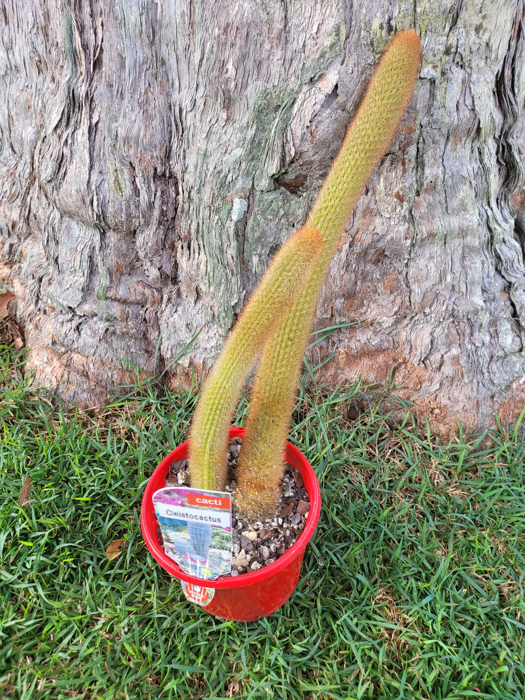 Cleistocactus