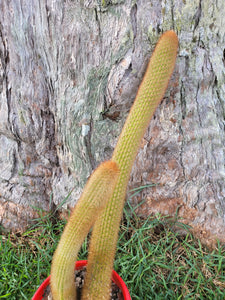 Cleistocactus