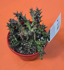 Caralluma