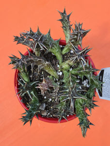 Caralluma