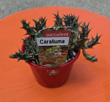 Load image into Gallery viewer, Caralluma