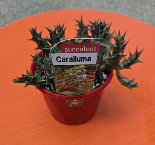 Caralluma