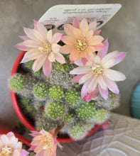 Load image into Gallery viewer, Rebutia