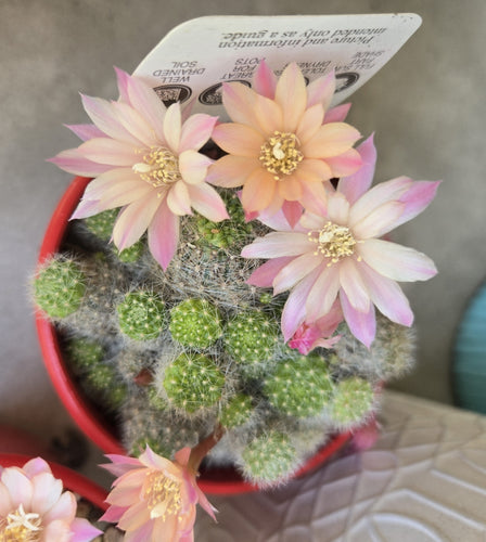 Rebutia
