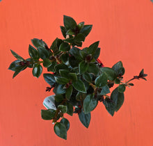 Load image into Gallery viewer, Nemanthus red flower/dark foliage
