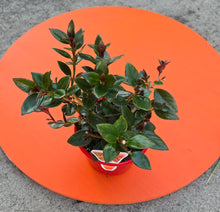 Load image into Gallery viewer, Nemanthus red flower/dark foliage