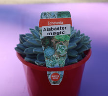 Load image into Gallery viewer, Echeveria Alabaster Magic