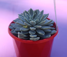 Load image into Gallery viewer, Echeveria Alabaster Magic