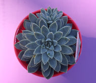 Echeveria 'Alabaster Magic'