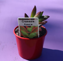 Load image into Gallery viewer, Crassula fusca
