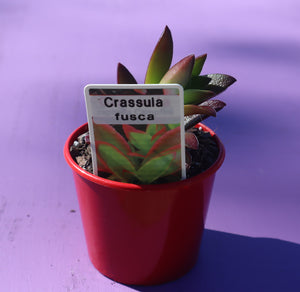 Crassula fusca