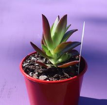 Load image into Gallery viewer, Crassula fusca
