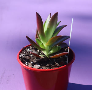 Crassula fusca
