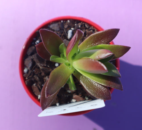 Crassula fusca