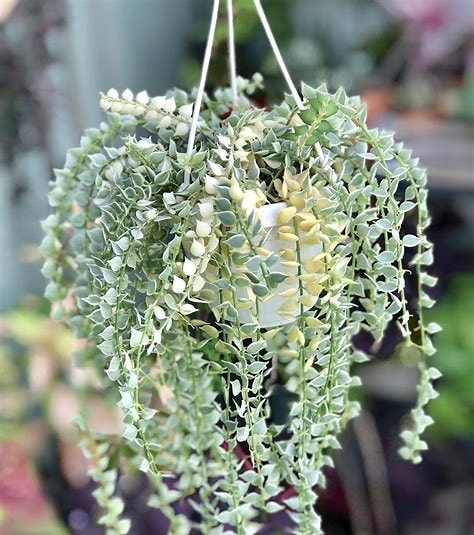 Dischidia ruscifolia variegated