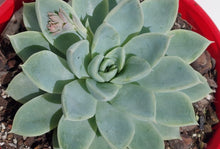Load image into Gallery viewer, Echeveria Annette