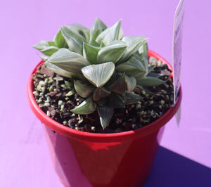 Haworthia "Milky Way"