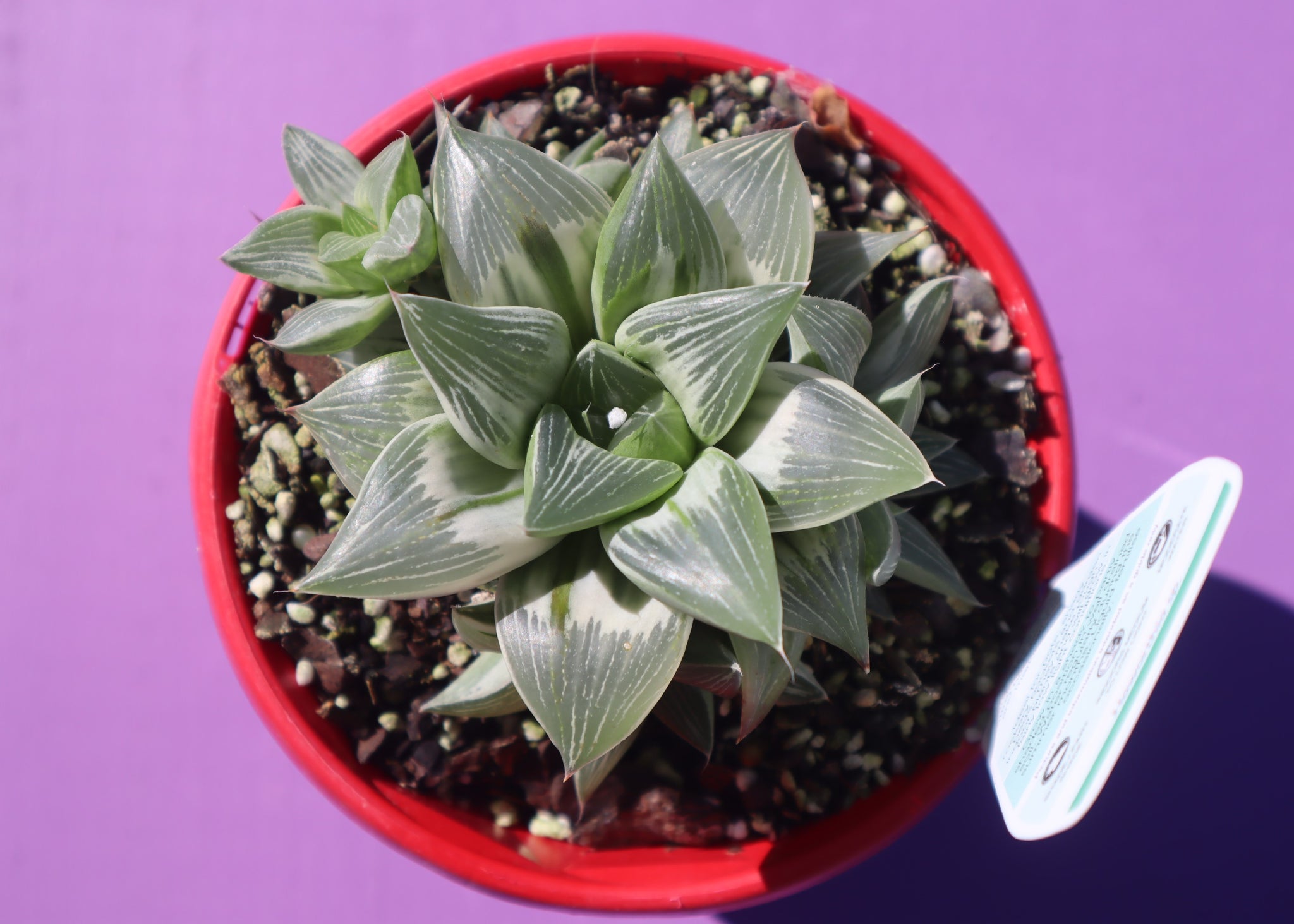 milky way succulent Haworthia "Milky Way" – The Succulent Garden
