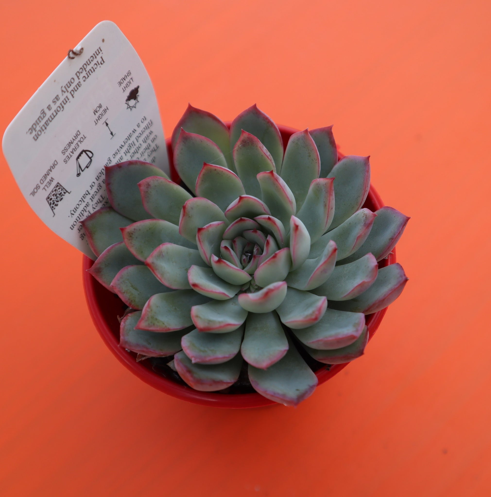 echeveria apus succulent The Succulent Garden :: Echeveria 'Apus'