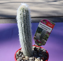 Load image into Gallery viewer, Micranthocereus flaviflorus