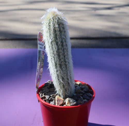 Micranthocereus flaviflorus