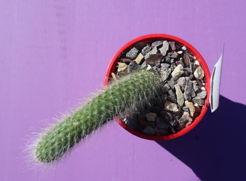 Cleistocactus colademononis “Monkey’s Tail”