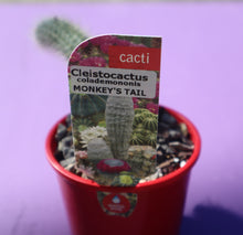 Load image into Gallery viewer, Cleistocactus colademononis “Monkey’s Tail”
