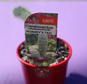 Cleistocactus colademononis “Monkey’s Tail”