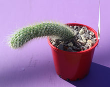 Load image into Gallery viewer, Cleistocactus colademononis “Monkey’s Tail”