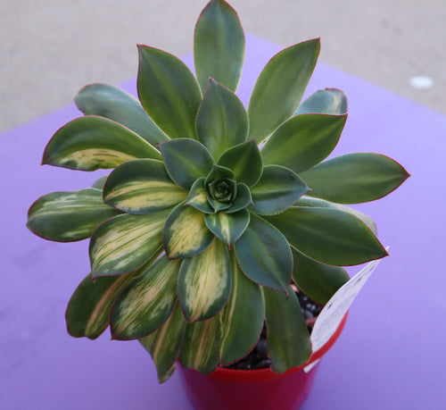 Aeonium 
