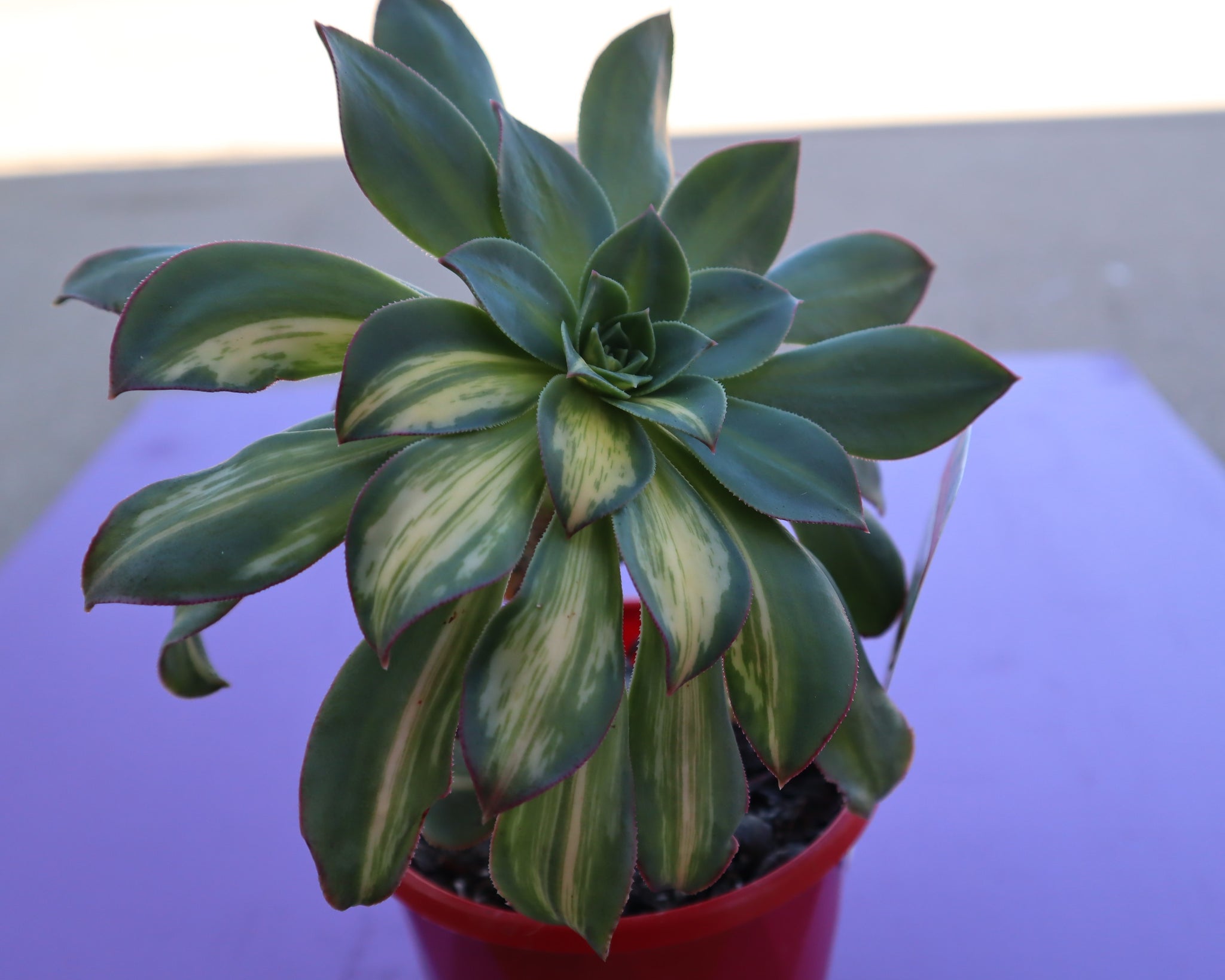 moonburst succulent Aeonium "Moonburst" – The Succulent Garden