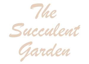 The Succulent Garden