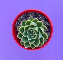 Load image into Gallery viewer, Echeveria Green Glow