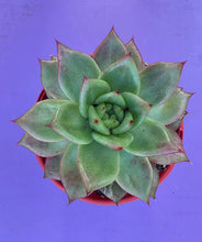 Load image into Gallery viewer, Echeveria Amestro